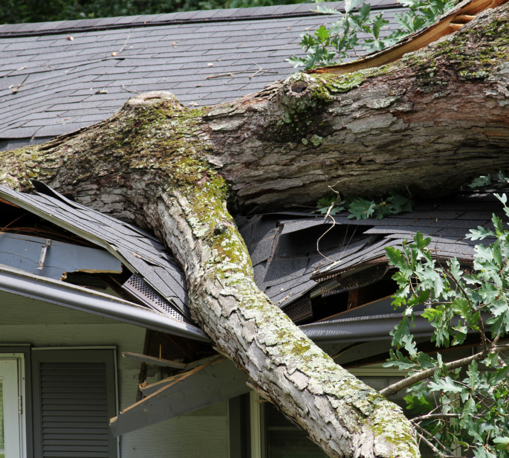 Tree fallen on roof