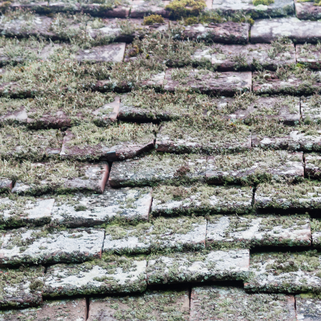 Old moldy Roof Repair